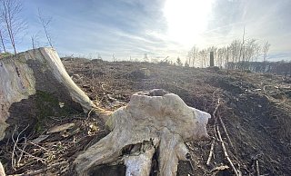 Bilder, wie es sie überall in der Region gibt. Der Wald hat in den vergangenen Jahren schwer gelitten. Foto: Jörg Stuke - Jörg Stuke
