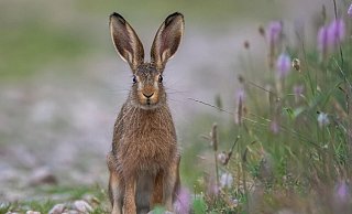 Ein Feldhase wie dieser verendete in Bad Lippspringe an der Hasenpest - Themenbild: Pixabay