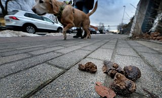 Für viele Bürger, darunter auch Hundehalter, sind die Hinterlassenschaften der Vierbeiner ein Ärgernis. Die Stadt sieht sich nun genötigt zu handeln. - Andreas Frücht