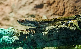 Eine Python war in diesem Jahr vorübergehend im Tierheim in Schloß Neuhaus beherbergt. - Symbolfoto: Annette Riedl/dpa