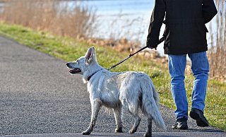 Während der Brut- und Setzzeit sollten Hunde an der Leine geführt werden, um Jungtiere zu schützen. - Symbolbild: Pixabay