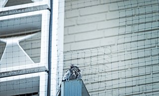 Ein Elterntier hockt vor der Loom-Fassade und dem Netz an der Zimmerstraße, in das ein Loch geschnitten worden ist. - Sarah Jonek