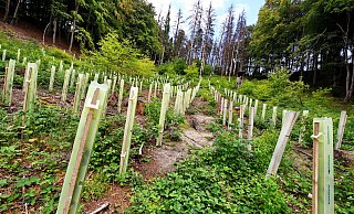 Die Stadt forstet auf Flächen, die stark geschädigt sind, auf. Künftig soll sie zehn Prozent aber aus der Nutzung nehmen und als Naturwald stehen lassen. - Barbara Franke