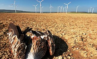 Trauriger Anblick: Keine Chance hatte der imposante Greifvogel gegen die mit rasender Geschwindigkeit rotierenden Windflügel. - Frank Grawe