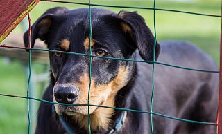 Viele haben sich während des Lockdowns einen Hund angeschafft. - Pixabay/Symbolbild