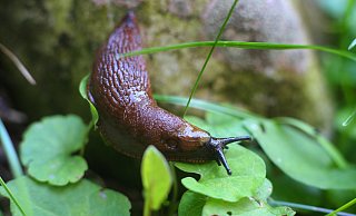 Die spanische Wegschnecke, auch Nacktschnecke genannt, ist aufgrund hoher Niederschläge der letzten Zeit ein häufiger, nicht gern gesehener Gast in Gärten. - dpa/ Karl-Josef Hildenbrand