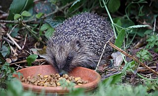 Wer seinen Garten igelfreundlich gestaltet, darf sich schon bald über stacheligen Besuch freuen. - Symbolfoto/ picture alliance