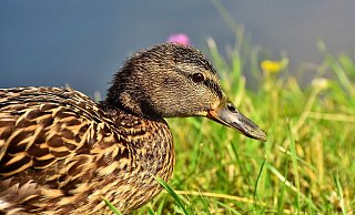 Die Gänse konnten ins Freie flüchten, die Enten verendeten. - (Symbolbild): Pixabay