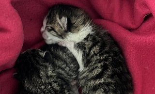 Diese drei Katzenbabys fand eine Bielefelderin am Donnerstagmorgen in einem Park in Baumheide. - Tierheim Bielefeld