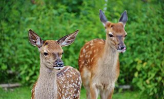 Wildtiere sind in der Mähsaison gefährdet. - Pixabay