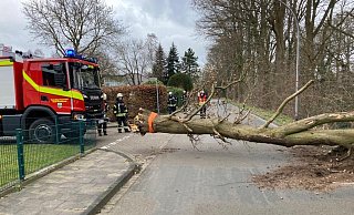 Mit einem Feuerwehrfahrzeug wurde dieser große Baum über die Straße gezogen.Dieeer Einsatz ereignete sich in Gestringen in Höhe der Straße Lehmkuhle. - Feuerwehr Espelkamp