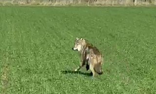 Der mutmaßliche Wolf hielt sich in der Nähe der B61 auf. - Screenshot Mindener Tageblatt