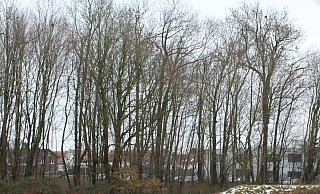 Im Bereich des kleinen Wäldchens soll das Parkhaus als ein Teil der Erweiterungen entstehen. - Linda Schnepel