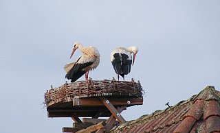 Rosa und Karl haben ihr Nest hoch oben über dem Halhof bezogen. - Falken Bielefeld