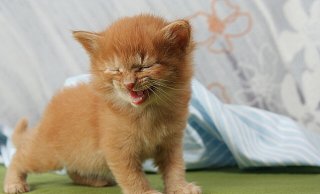 Wer Interesse an einer dauerhaften Aufnahme eines Katzenbabys aus Schloß Holte-Stukenbrock hat, kann sich wenden an: fundbuero@stadt-shs.de. - Symbolfoto/Pixabay