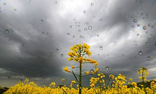 Aus Südwesten kommen ab dem Abend vermehrt Gewitter mit Starkregen, Hagel und Sturmböen. - Thomas Warnack