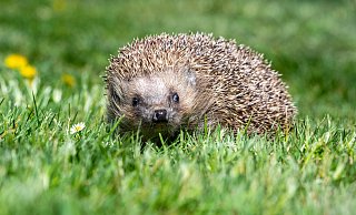 Gegen die scharfen Klingen eines Rasenmähers sind die Stacheln machtlos: Igel sind besonders gefährdet. Aber nicht nur Mähroboter machen den Tieren im Moment zu schaffen. - Armin Weigel/dpa