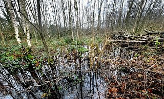 Auch im Wald macht sich das Hochwasser bemerkbar,. - Andreas Frücht