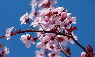 Während die Kirschblüten blühen, findet jährlich in Enger das bekannte Stadtfest am letzten Aprilwochenende statt. - (Symbolbild): Pixabay Während die Kirschblüten blühen, findet jährlich in Enger das bekannte Stadtfest am letzten Aprilwochenende statt. - (Symbolbild): Pixabay