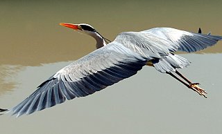 Graureiher werden auch Fischreiher genannt. Die majestätischen Vögel ernähren sich von Fischen, Fröschen und anderen Kleintieren, die sie in Feuchtwiesen und in den Uferbereichen von Flüssen und Tümpeln fangen. - br/tm