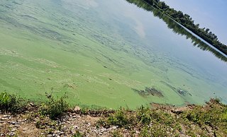 Der Blaualgenbefall ist am Ufer des Lippesees in Paderborn deutlich zu erkennen. - Kreis Paderborn