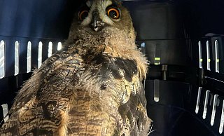 Der junge Uhu in der Box, mit der er zur Essenthoer Mühle gebracht wurde. Ein Altvogel saß am Montag suchend auf der Kirche. - FFW Warburg