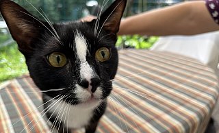 Kater Charly ist eine von 140 Katzen, die durch das Paderborner Tierheim betreut werden. - Jan Husmann