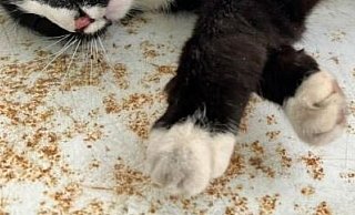Das Bielefelder Tierheim braucht dringend Hilfe (Triggerwarnung: Vollständiges Bild der toten Katze im Text) - Tierheim Bielefeld