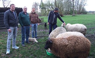 Ortsvorsteher Jens Heiderich (v. l.), Schafbesitzer Hartmut Köster, Meik Blase sowie Schafbesitzer und Betroffener Marcus Fromm blicken auf das Lamm, das gerade vom Tierarzt eingeschläfert worden ist. Sie stehen auf der Weide von Hartmut Köster in Frotheim. - Karsten Schulz