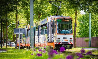 Ein letztes Mal fuhr das Stadtbahnmodell MC8 jetzt am Sonntag durch die Stadt - hier an der Haltestelle Obernstraße auf dem Ausweichgleis auf dem Grünstreifen an der Kunsthalle. - Mike-Dennis Mller / www.mdm.photo