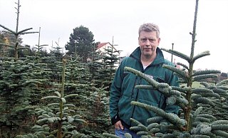 Die Nobilis sticht nicht und riecht im Wohnzimmer stark nach Harz - manche möchten genau das. Die Anordnung der Nadeln und die Wuchsform sind allerdings nicht jedermanns Sache. - Meiko Haselhorst