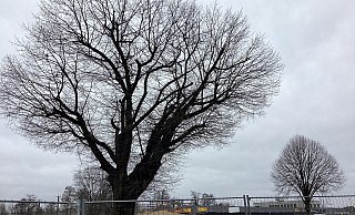 Erneut im Fokus: Die Eiche am Baugebiet Bartels Feld. - Ludger Osterkamp
