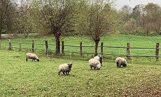 Fünf Shopshire-Schafe sorgen seit diesem Sommer auf natürliche Weise bei Moerkerks dafür, dass zwischen den kleinen Tannen nicht so viel Unkraut wächst - eine Alternative zum Einsatz von Chemie. - Natalie Gottwald