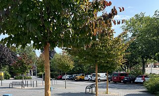 Den drei Eisenholzbäumen wurde die Rinde bis zum Kronenansatz abgeschält. - Stadt Paderborn