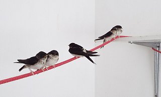 Die Schwalben-Flugschule im Tierheim. Die Vögel sollen wieder ausgewildert werden. - Tierschutzverein Herford