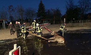 Die Einsatzkräfte retteten das Pferd bei eisiger Kälte aus dieser Pfütze. - Löschzug Friedrichsdorf der Feuerwehr Gütersloh