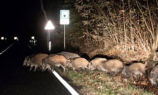 In Bielefeld sind Wildschweinrotten auf der Straße eher eine Seltenheit. Doch in der Nacht zu Dienstag sorgte so eine Wildschweinfamilie für einen schweren Unfall auf der A2. - Symbolfoto: picture alliance / Andreas Frank
