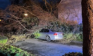 Diese parkende Auto wurde an der Tilsiter Straße von einem umgestürzten Baum erwischt. - Feuerwehr