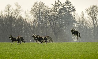 Achtung, Mufflons: Ein Leser hatte die Tiere vor der Motorhaube. Die Stadt sieht jedoch keine Gefahr. - INGRID OHM