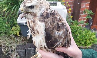 Gerettet: der Greifvogel in den sicheren Händen der Feuerwehr. - FFW Borgentreich