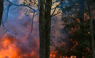 Wegen ihrer besonderen Eigenschaften brennen die Sträucher explosionsartig. - Sergio Pavlishko/Pixabay (Symbolfoto)