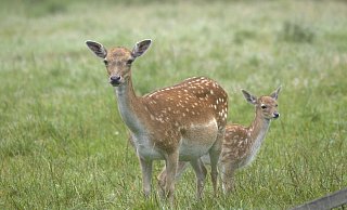 Der Nachwuchs bei den Damhirschen im Tierpark Olderdissen. - (C)2020 Jörg Buschmann, all rights reserved