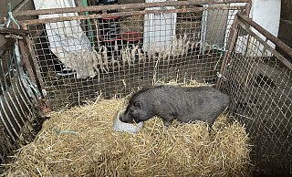 Das Hängebauschwein ist nach Wochen in der Solling-Wildnis wieder wohlbehalten in einem Stall. - Kreisveterinäramt Landkreis Holzminden
