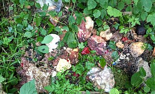 Starker Verwesungsgeruch verrät die Entsorgung einer großen Menge Fleisch abseits des Waldweges. - Ilka Gülker