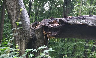 Bei dem Unwetter ist die diese mächtige Buche in der Oeynhausener Schweiz zur Hälfte zerbrochen. Und die andere Hälfte hat im Wald wohl keine Zukunft mehr. - Ulf Hanke