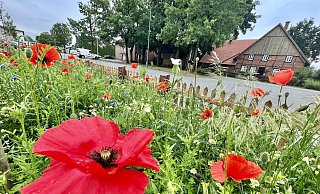 Blumen statt Beton: In Hövelhof wurde der Parkplatz am Heimatzentrum zugunsten von Blühflächen zurückgebaut. Entsiegelung von Betonflächen ist eine Strategie, um Hitze in Städten zu senken. - Jens Reddeker