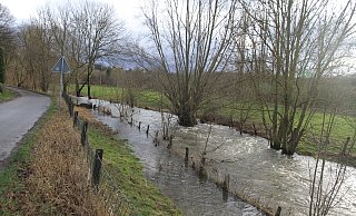 Viele Bäume sind vom Hochwasser umschlossen. Würden diese Weiden umkippen, könnten ihre Äste bis auf den Weg ragen und die Verkehrssicherheit beeinträchtigen. - Johannes Büttner