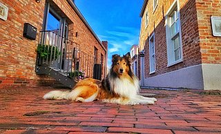 Langhaarcollie-Dame Fine ist elf Jahre alt und hat den Sieg nach Hause geholt. - privat