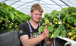 Johannes Wißbrock, der zusammen mit seinem Vater den elterlichen Hof bewirtschaftet, begutachtet die reifenden Erdbeeren im luftigen Folientunnel. - Barbara Franke Johannes Wißbrock, der zusammen mit seinem Vater den elterlichen Hof bewirtschaftet, begutachtet die reifenden Erdbeeren im luftigen Folientunnel. - Barbara Franke