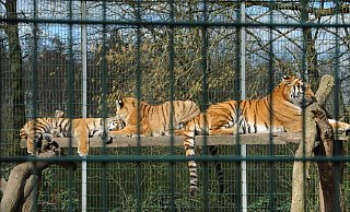 Tigermama Amara (r.) mit den Jungtieren Anouk und Aris: Auf der Aussichtsplattform genießen sie das sonnige Frühlingswetter. - Joern Spreen-Ledebur